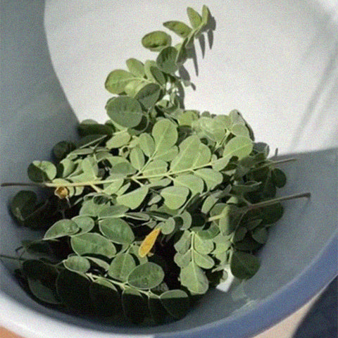 The Magical Hair-Healing Moringa Seed Oil