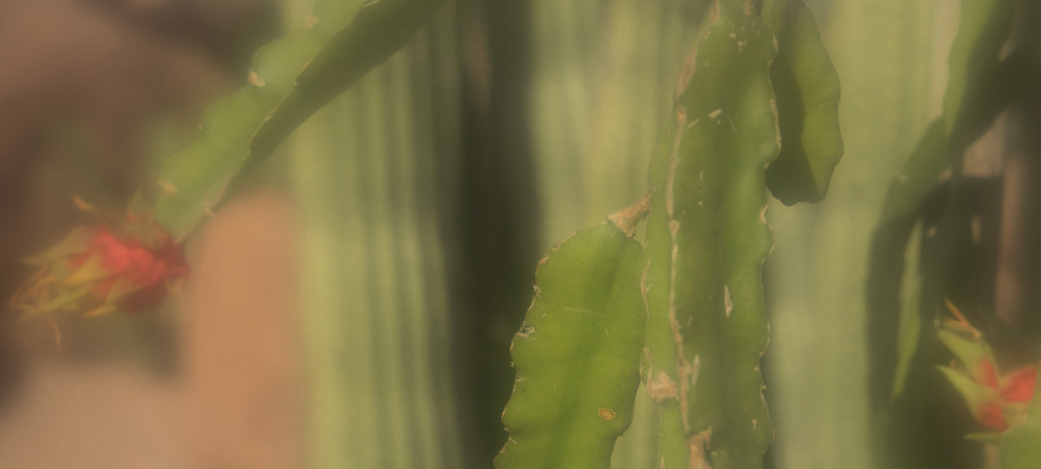 Prickly Pear Scent